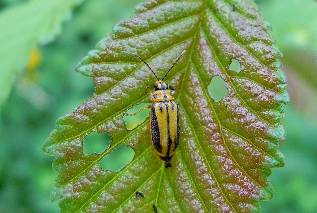 SOS info Xanthogaleruca luteola